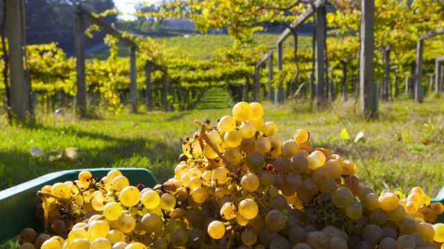 Viñedos de albariño en Cambados, comarca do Salnés.