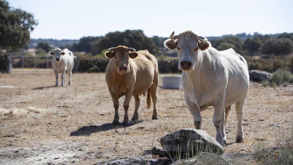 Animales afectados por la enfermedad en una explotación ganadera de Almeida de Sayago