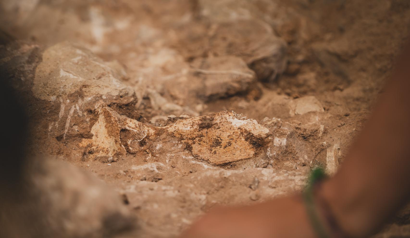 El fósil de un animal que habría servido de alimento a los neandertales.