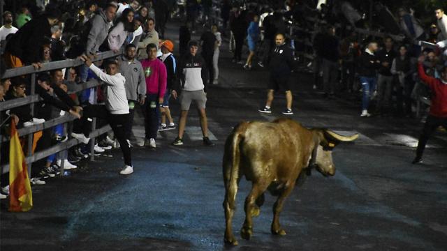 Primer encierro urbano en las Fiestas de San Antolín 2023 de Medina del Campo
