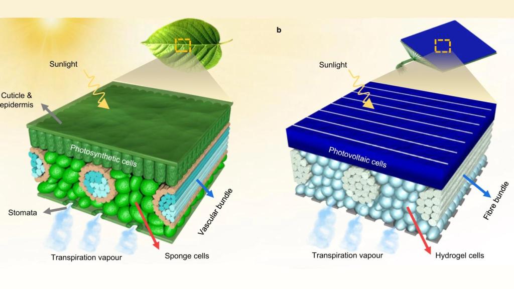 Diferencia de funcionamiento de hoja biológica (izq) y PV-leaf (der)
