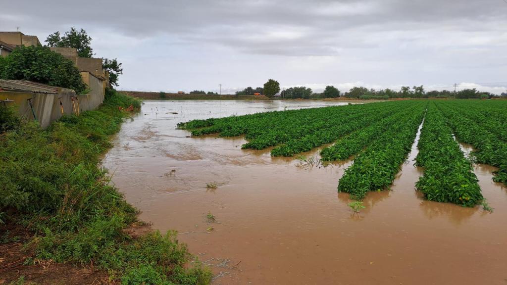 Campos de pimientos de José Berrio