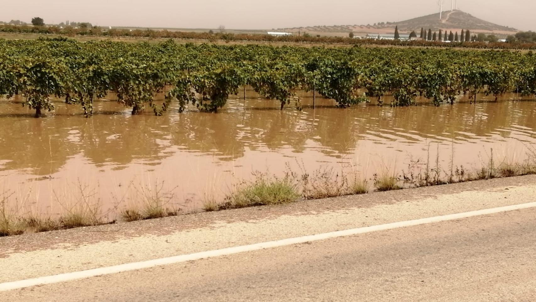 Viñedos de Gregorio Juárez