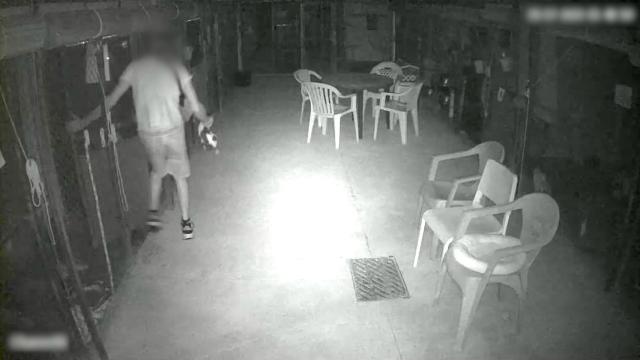 El asalto a la protectora de animales en La Marina Alta.