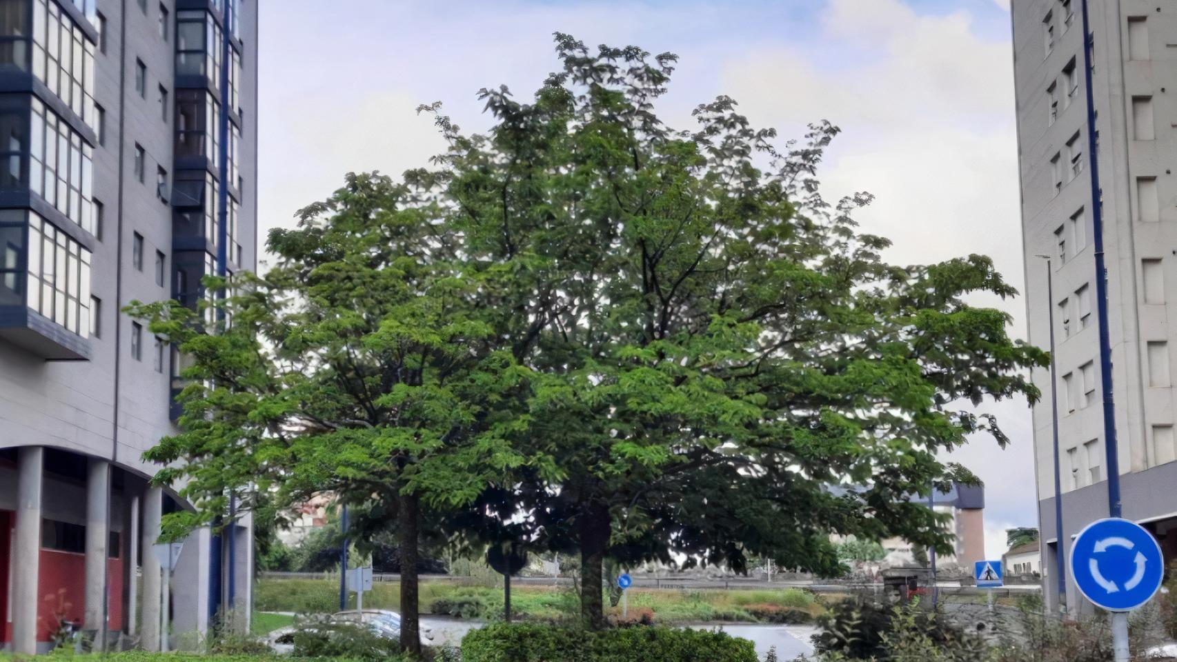 Una de las especies amenazadas, según el BNG, y ubicada en Navia.