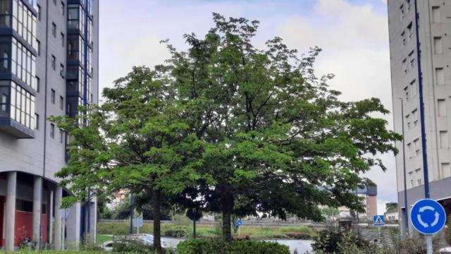 Una de las especies amenazadas, según el BNG, y ubicada en Navia.