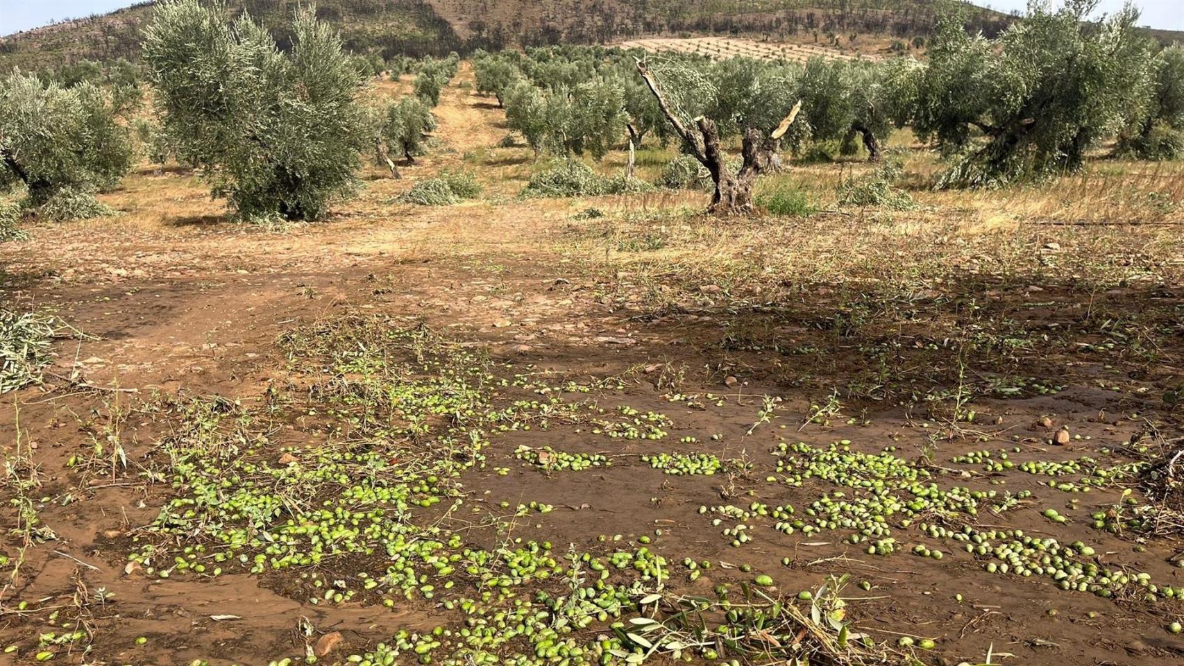 Olivar afectado por la DANA. Foto: Europa Press.