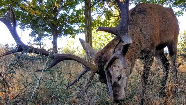 Carlos, el ciervo de Linarejos