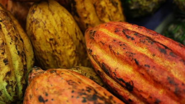 Cacao
