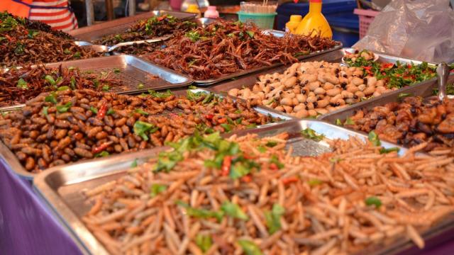 Insectos comestibles.