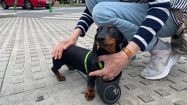 perro, perra, ordenanza bienestar animal