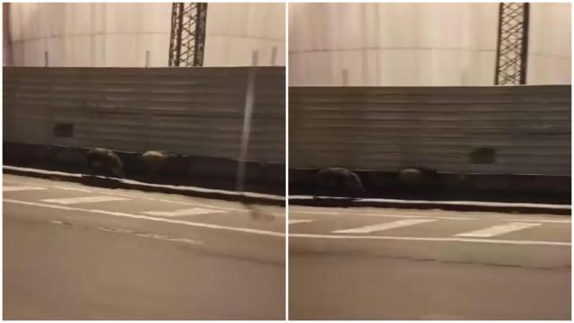 Dos jabalíes caminan por la zona del Puerto.