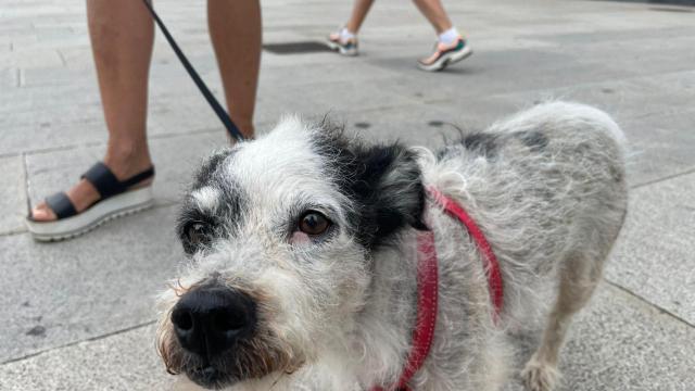 Kena, una perrita de 14 años ante la cámara de Quincemil