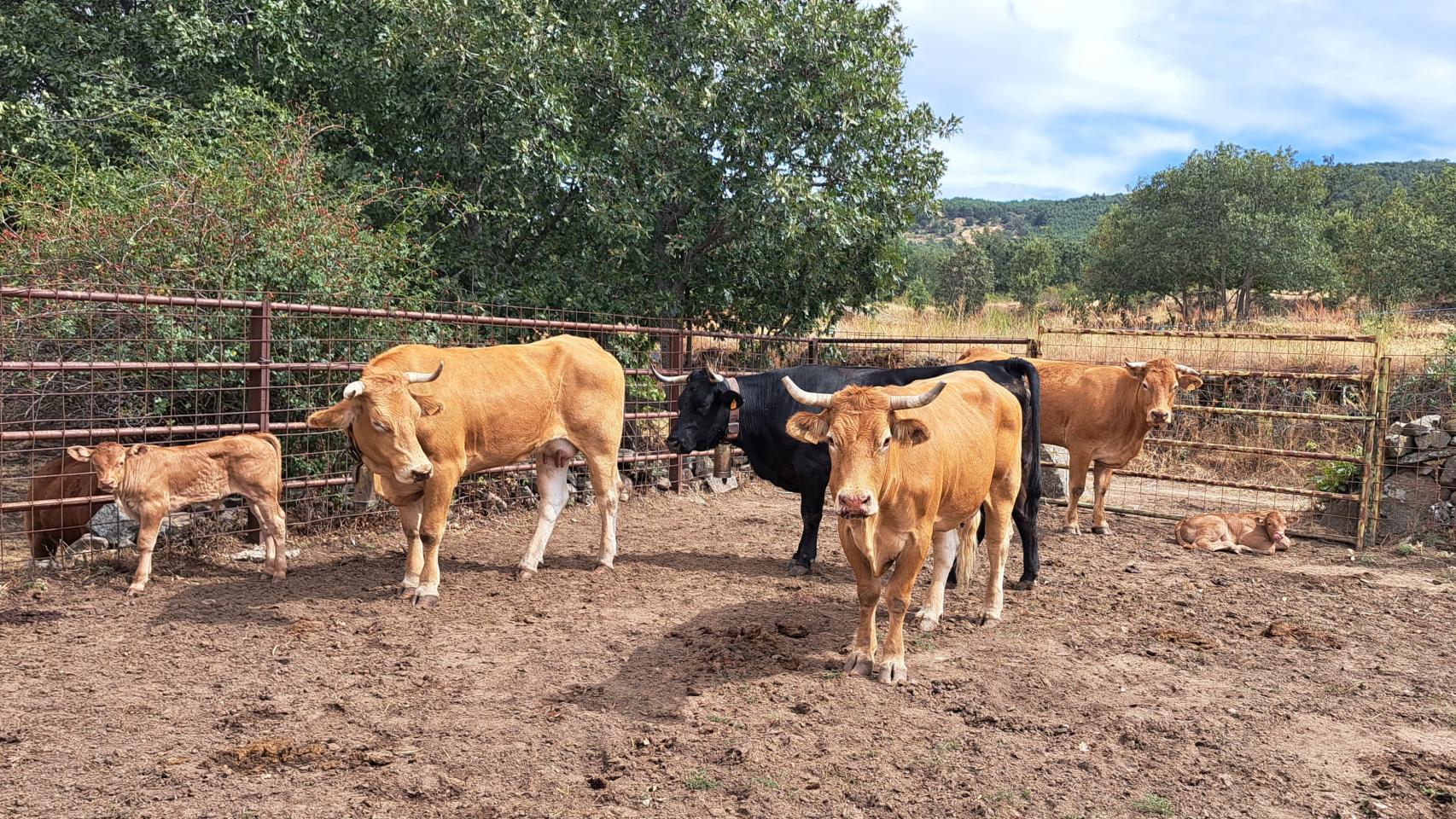 Vacas afectadas por la EHE