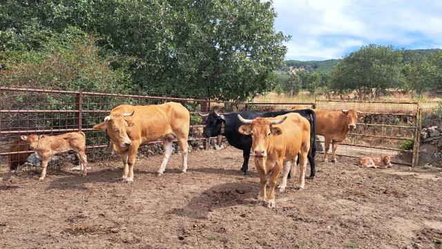 Vacas afectadas por la EHE