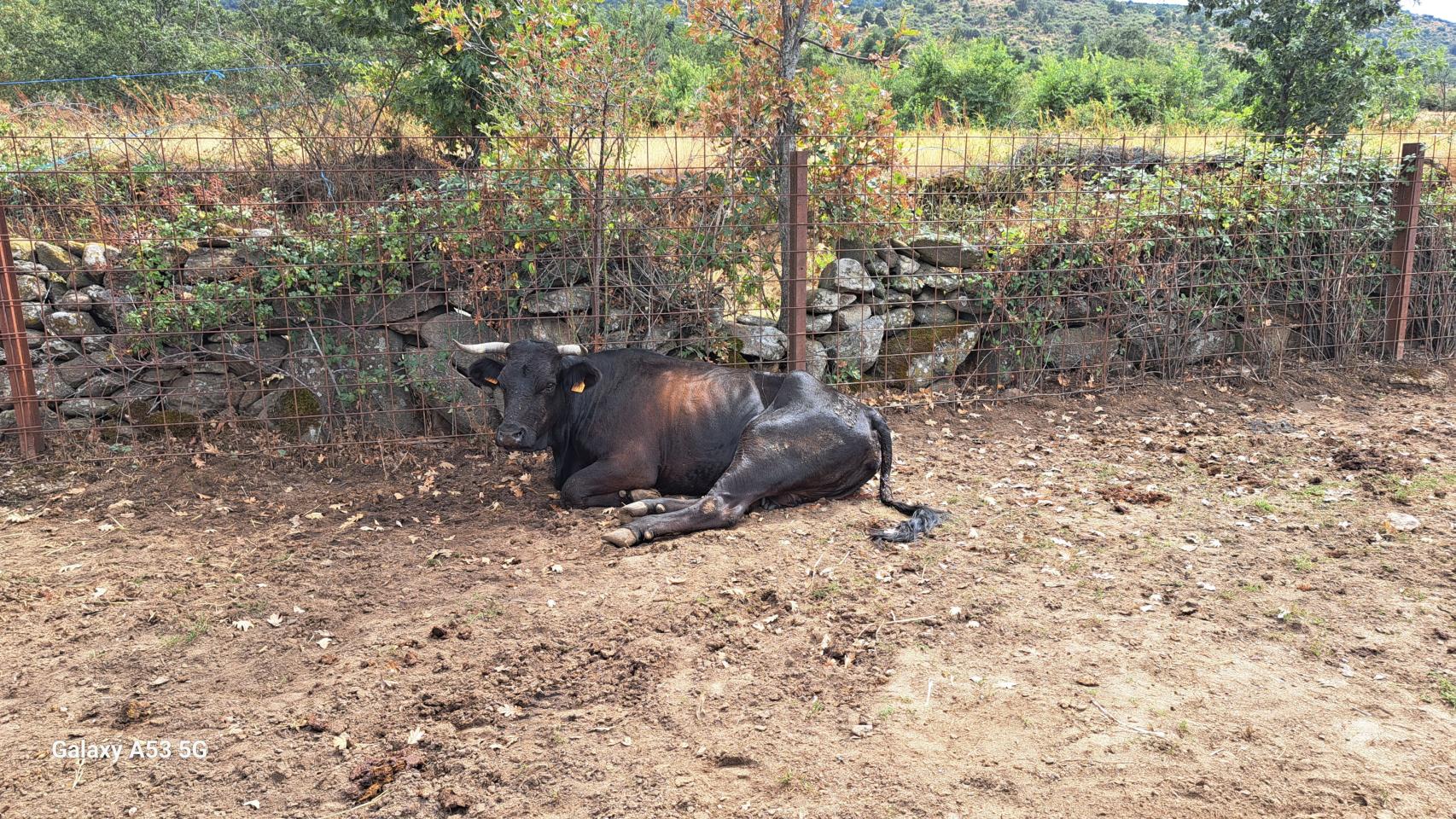 Vacas afectadas por la EHE
