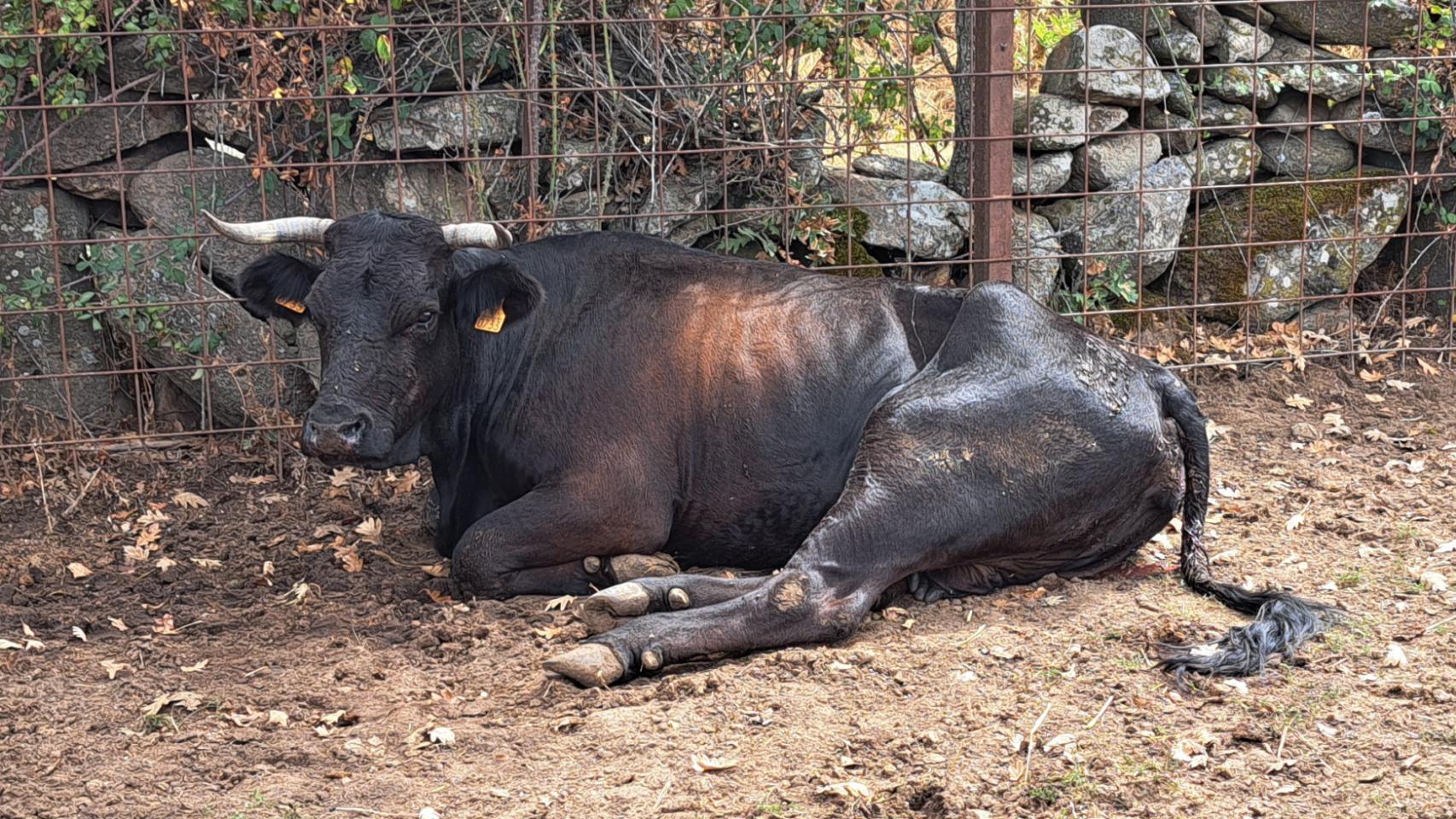 Vacas afectadas por la EHE