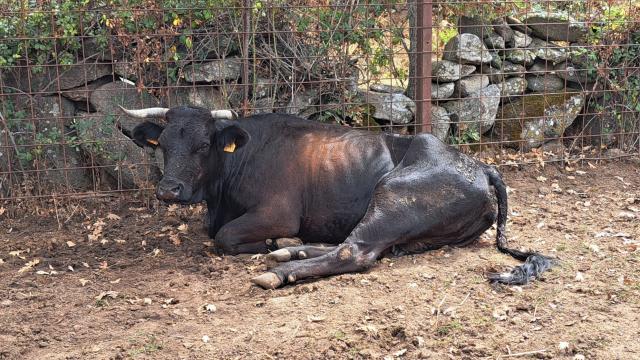 Vacas afectadas por la EHE