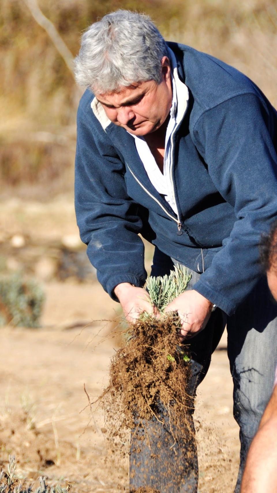 Javier Corral trabajando en el campo de lavanda.