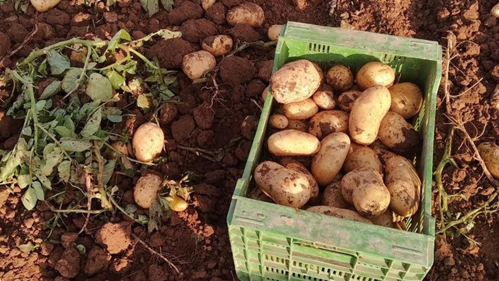 Patatas.