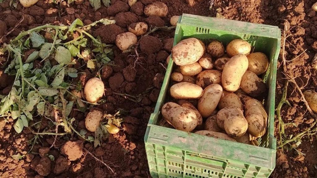 Patatas.