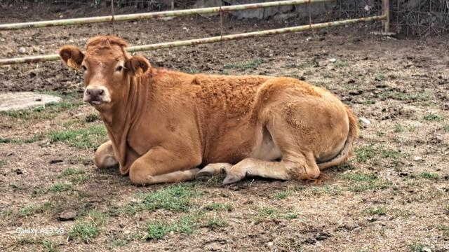 Vaca enferma afectada por la Enfermedad Hemorrágica Epizoótica