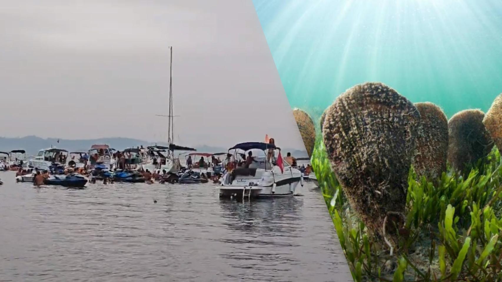 Los tripulantes de varias embarcaciones están de fiesta en el Mar Menor, mientras fondean en un espacio protegido que alberga una de las poblaciones de nacra más importantes de España.