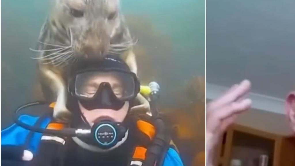 Una foca acude al rescate de un buzo al confundirlo con una persona que se estaba ahogando
