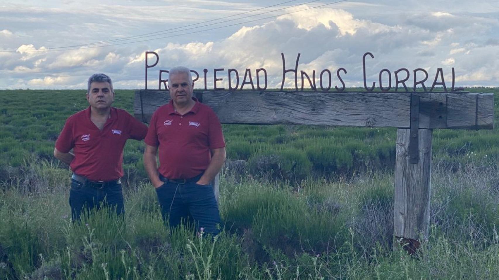 De izquierda a derecha: Ángel y Javier Corral en su plantación en La Alcarría (Guadalajara).
