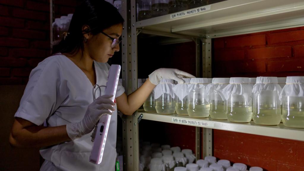 Uno de los miembros del equipo de MSF comprobando las larvas que pronto serán mosquitos adultos y se podrán soltar.