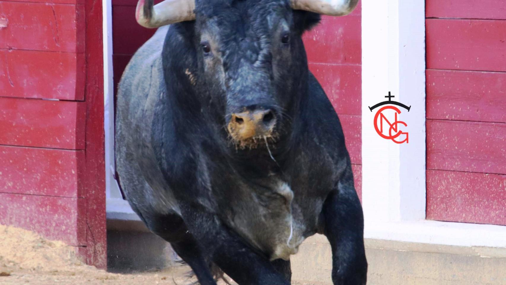 El diestro Juan Ortega, obtiene el trofeo taurino 'San Pedro Regalado' como triunfador de la feria
