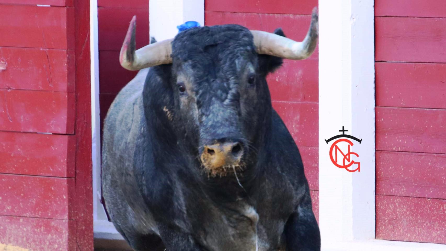 El diestro Juan Ortega, obtiene el trofeo taurino 'San Pedro Regalado' como triunfador de la feria