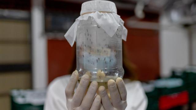 Cientos de larvas de mosquitos que en pocos días serán adultos y servirán para luchar contra el dengue.
