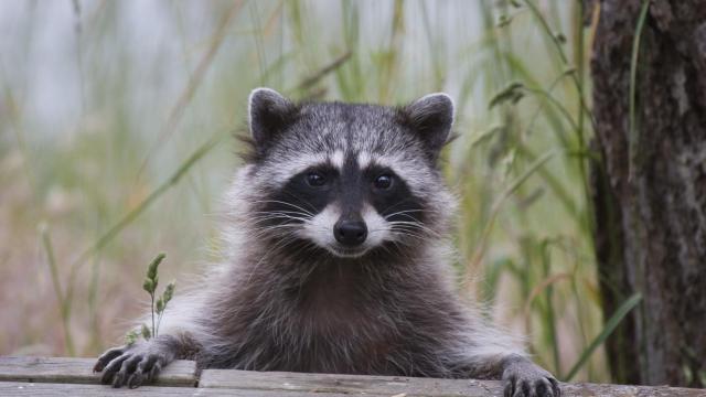 Imagen de un mapache. Foto: iStock.