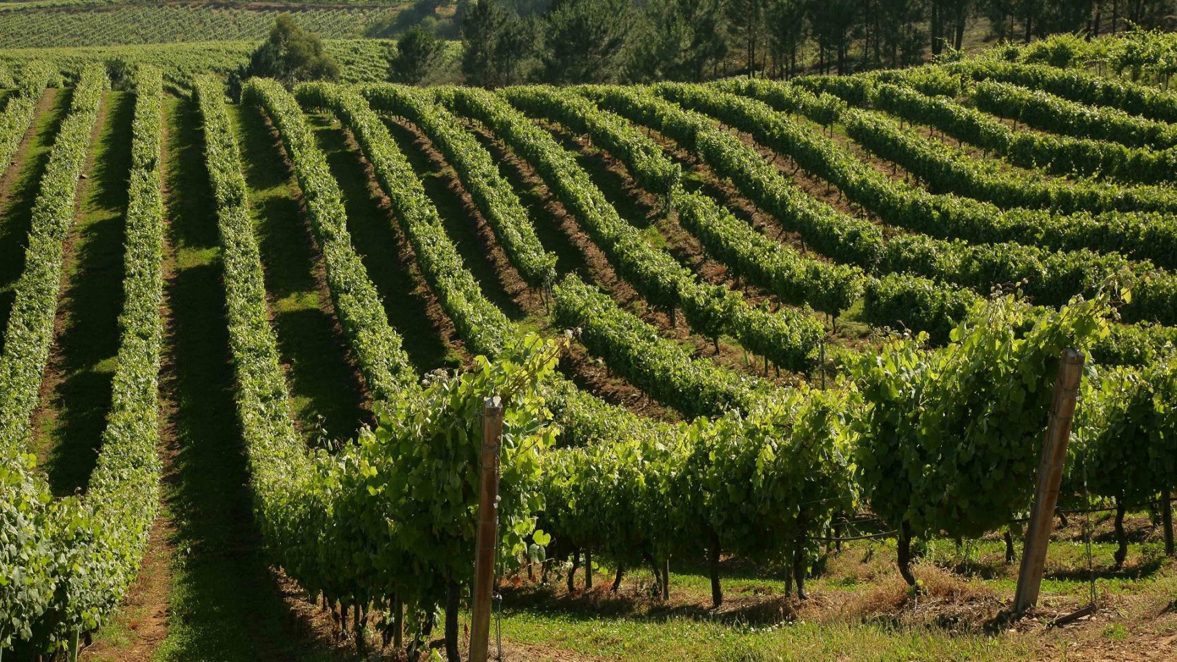 Viñedo de Terras Gauda.
