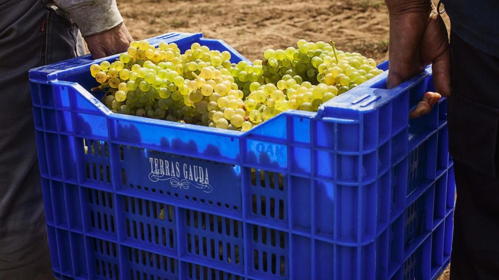 Bodega Terras Gauda, O Rosal, despalillado, vendimia, vino,