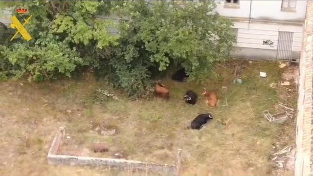 Los toros que se han escapado en Laguna de Duero