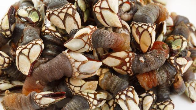 Redescubriendo el percebe: cinco curiosidades que no sabías de este manjar gallego