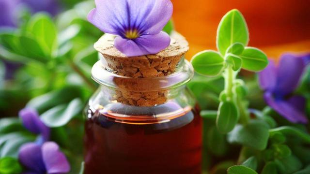 La planta medicinal que potencia la concentración, la memoria y la felicidad