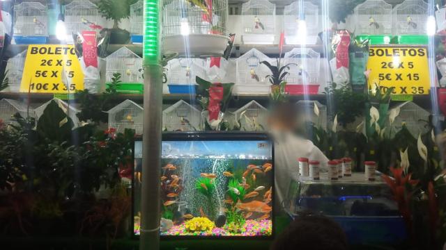 La tómbola de la Feria de Albacete denunciada por Alma Animal.