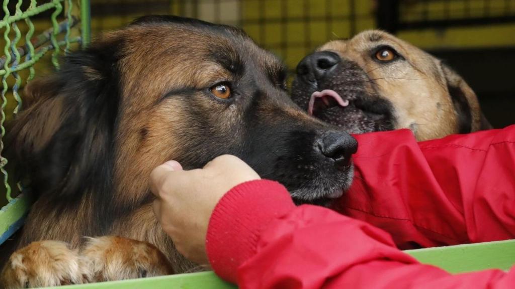 Imagen de dos perros.