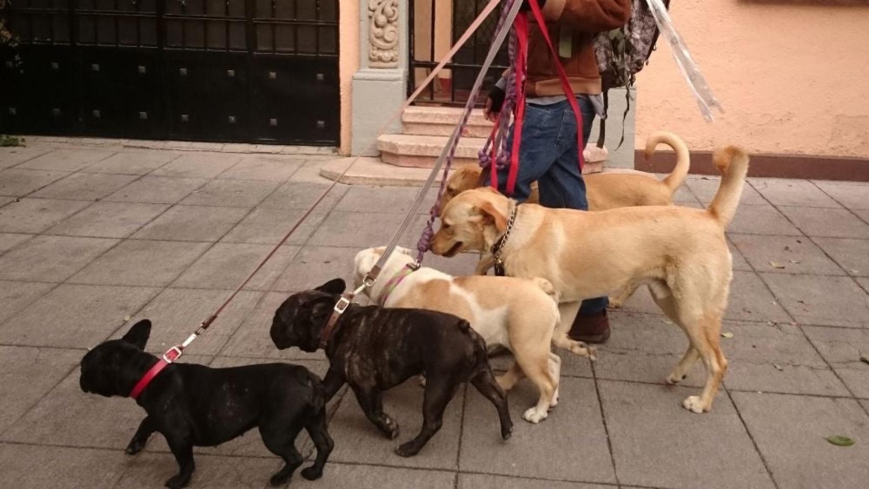 Un chico paseando a su perro.
