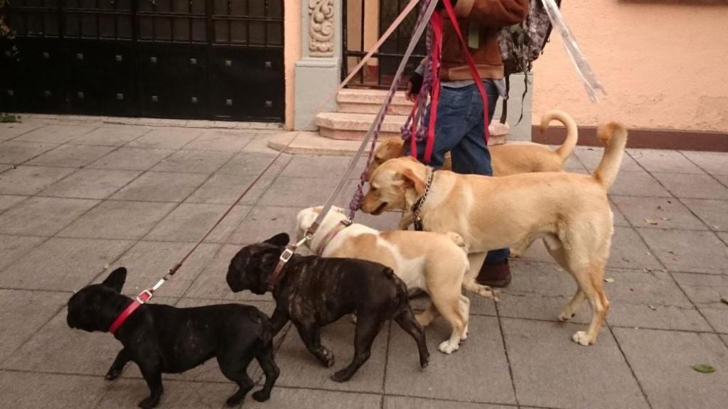 Un chico paseando a su perro.