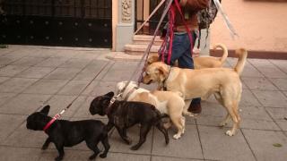 Una persona paseando a varios perros por la calle.