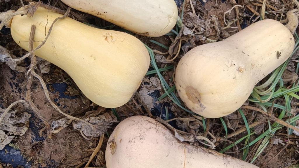 Asaja calcula que las lluvias han afectado a 50.000 toneladas de cultivo de agricultores de la Vega Baja