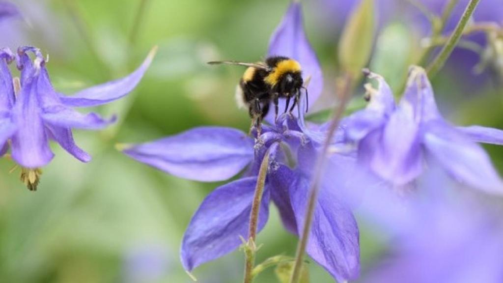 Abejorro polinizando una flor.