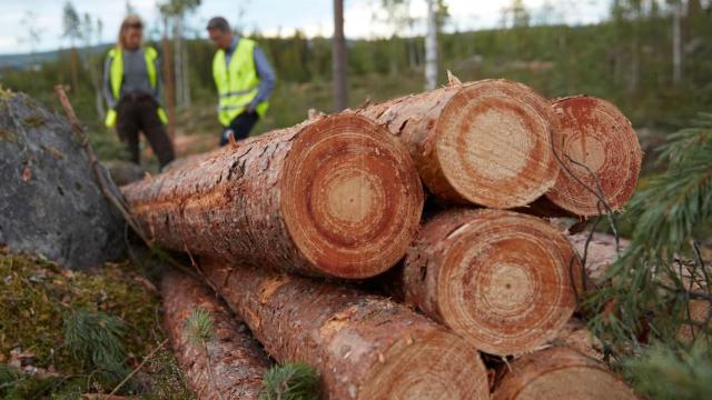 Imagen de archivo de unos dos trabajadores frente a tres troncos apilados.
