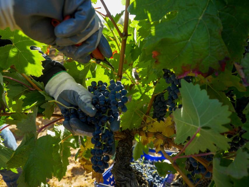Vendimia en Ribera del Duero