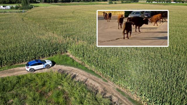Aparece la vaquilla que se dio a la fuga en Laguna de Duero