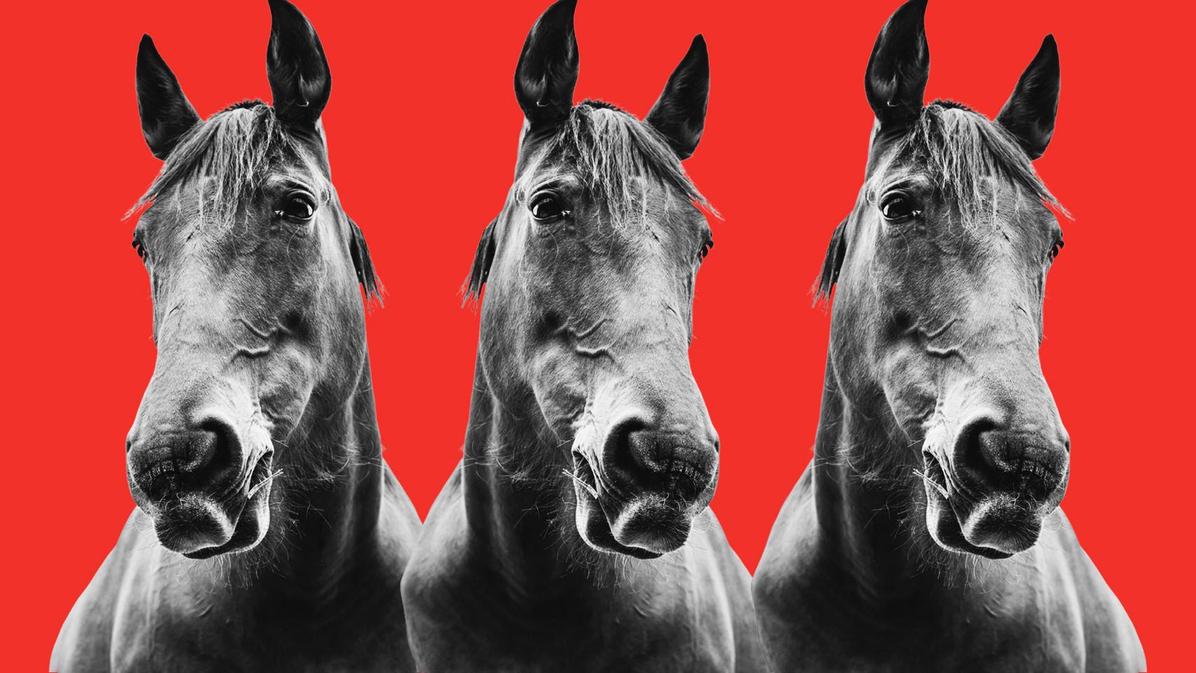 El primer caballo clonado del mundo nació en Italia en 2003.